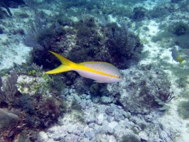 Yellowtail Snappers followed us for the entire dive IMG 3241